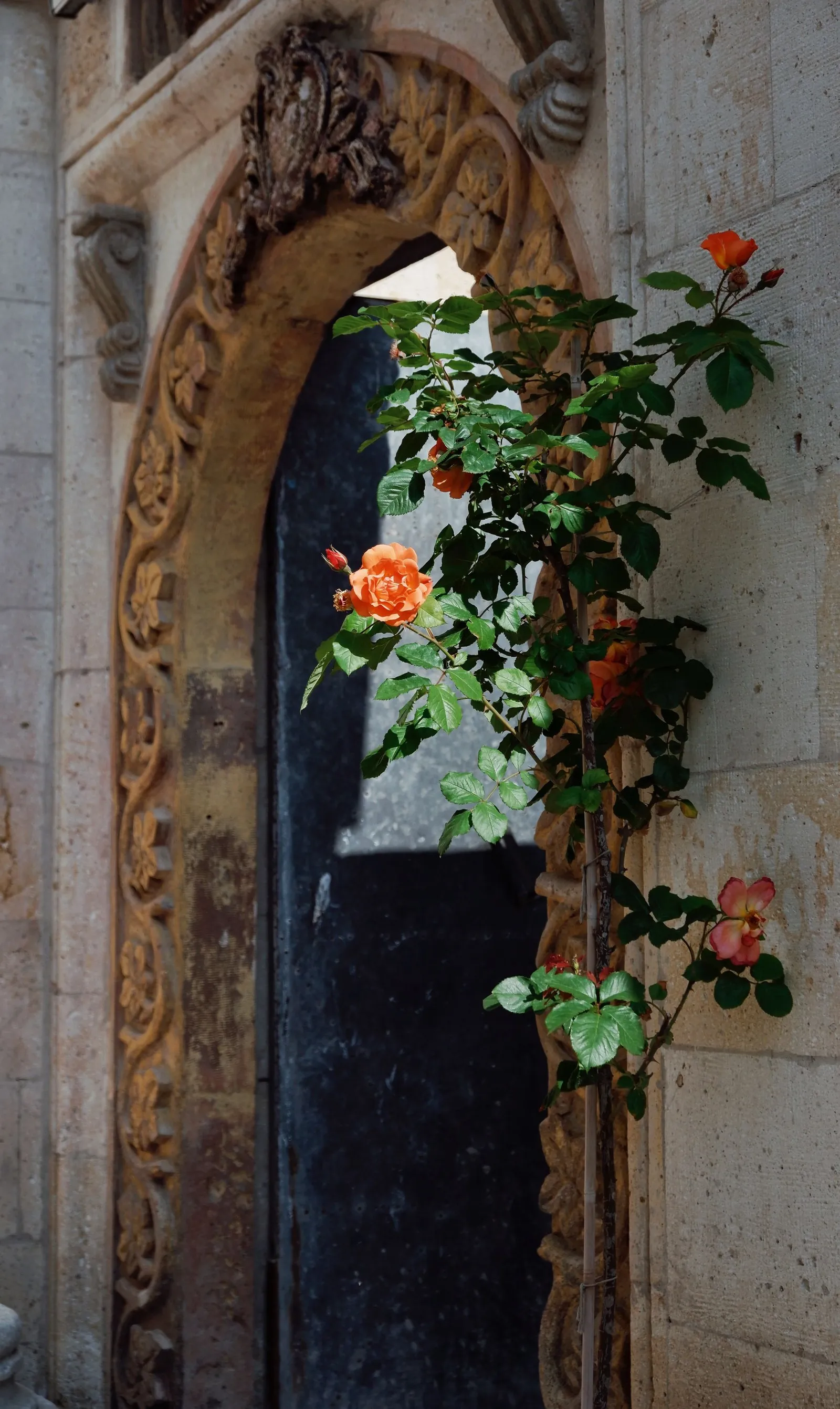 Stone archway covered in climbing roses with an iron gate