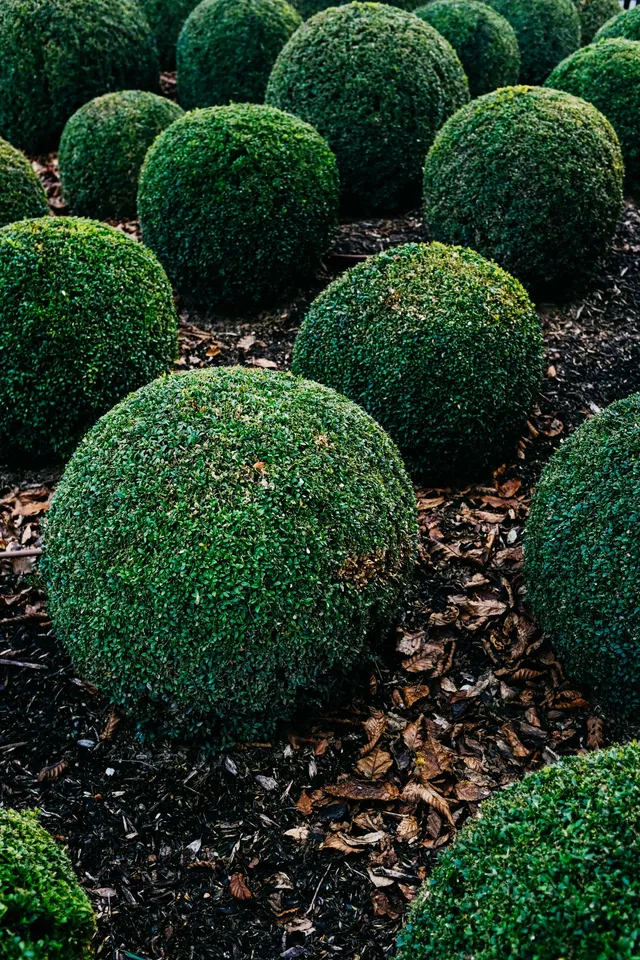 Trimmed boxwood in pots, arranged in a garden