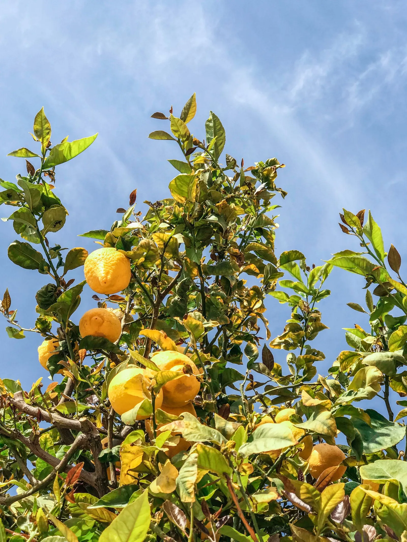 Lemon tree laden with fruit