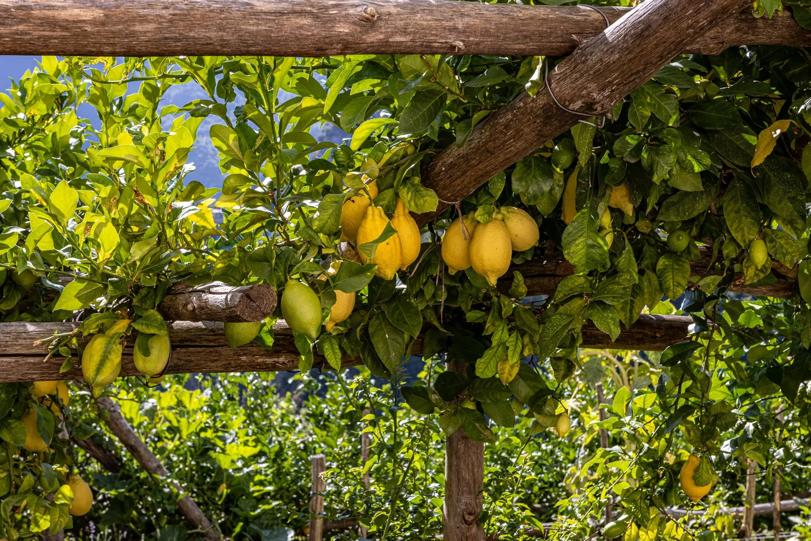 Potted lemon tree laden with fruit, outdoors